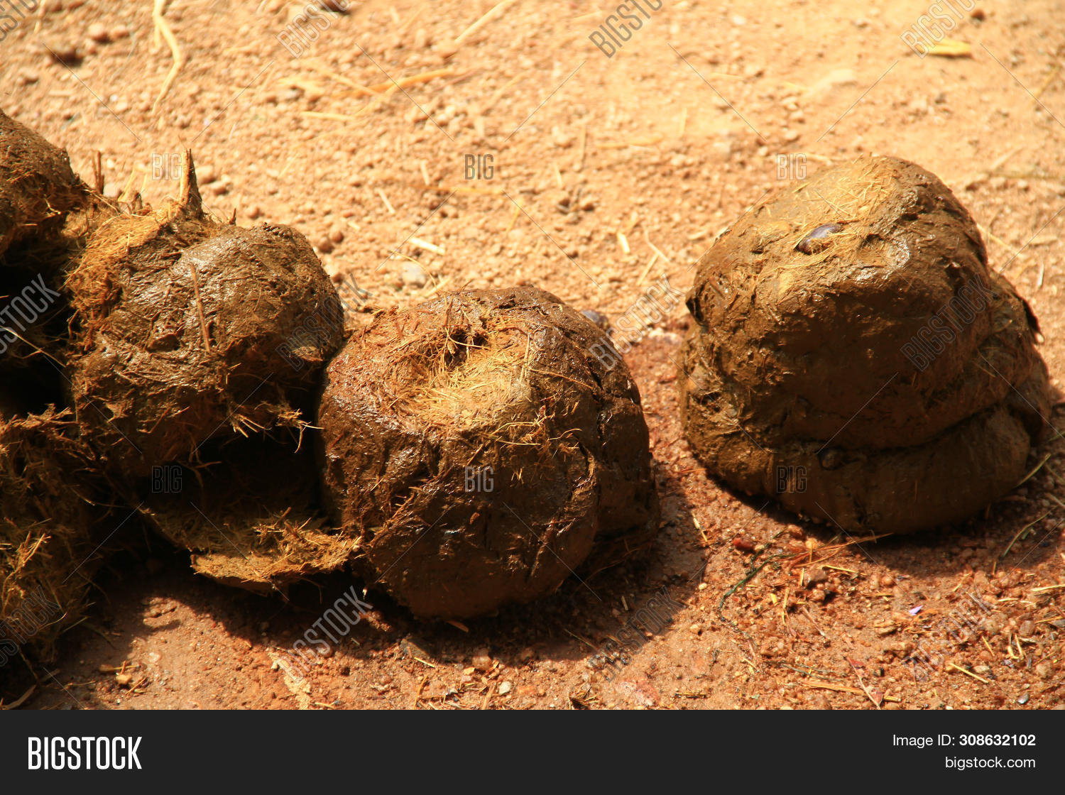 Fresh Elephant's Feces Image & Photo (Free Trial) Bigstock