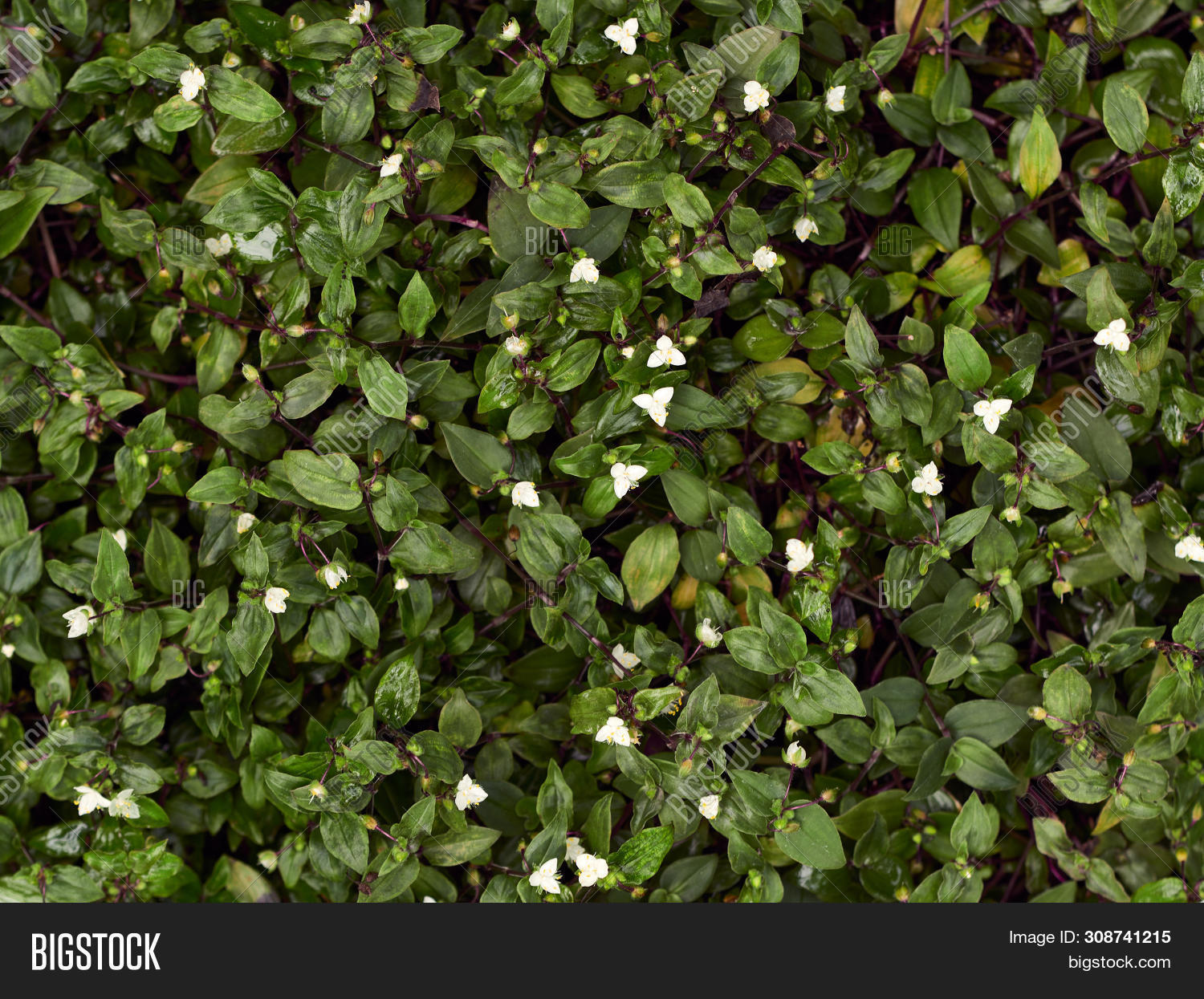 Tradescantia Image & Photo (Free Trial) | Bigstock
