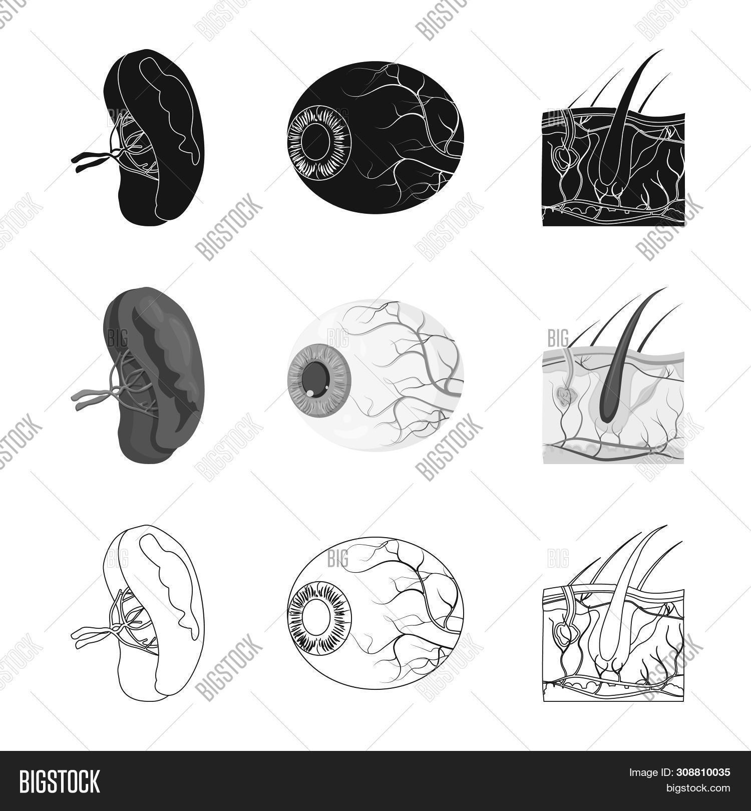 Human Bitmap Bitmap Design Body Image & Photo (Free Trial) | Bigstock