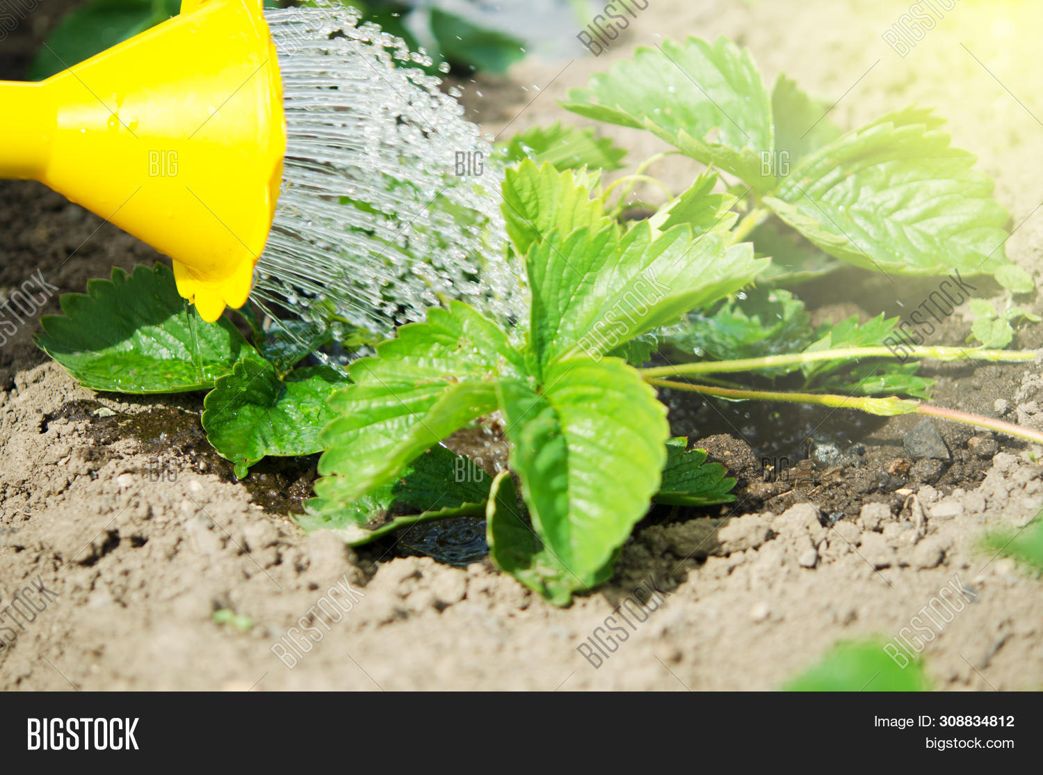 Обеззараживание грунта. Полив мочевиной растений. Полив мочевиной растений. Поливать комнатные растения. Liquid fertilizer.