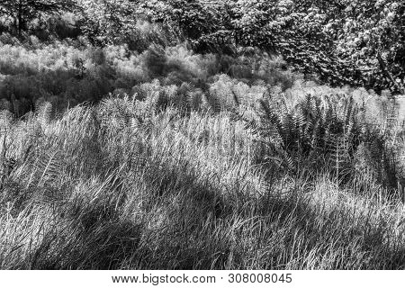 Grass And Ferns Create A Scene That Resembles Waves. Photo Taken At Point Defiance Park In Tacoma, W