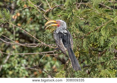 A Southern Yellow-billed Hornbill, Tockus Leucomelas, In A Tree
