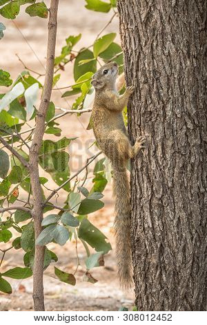 A Tree Squirrel, Also Called Smiths Bush Squirrel, Parexerus Cepapi, In A Tree