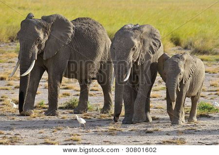 Amboseli National Park