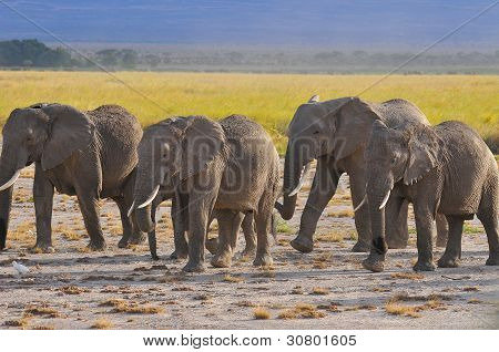 ELEFANT på Amboseli National Park