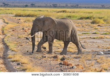 Amboseli National Park