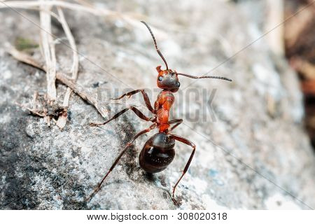 The Ant Is Close-up.