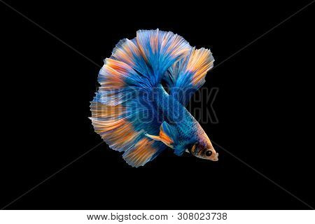 Swimming Action Of Betta, Siamese Fighting Fish, Colorful Betta, Pla-kad (biting Fish) Thai; Halfmoo
