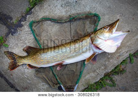Monster Northern Pike - Esox Lucius. Big fish on landing net. Fishing catch from Radbuza river in southwest Bohemia. Angling in Czech Republic. 