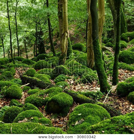 Rocas cubiertas de musgo en el bosque