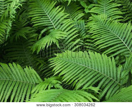 beautiful brught green fern background