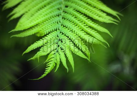 beautiful brught green fern background