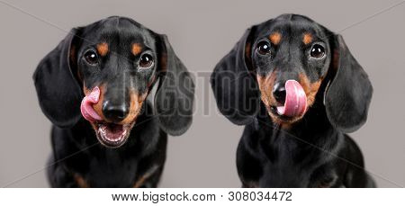 Portrait of a cute dachshund dog of black color in front of a dark background, the dog licks his face tongue