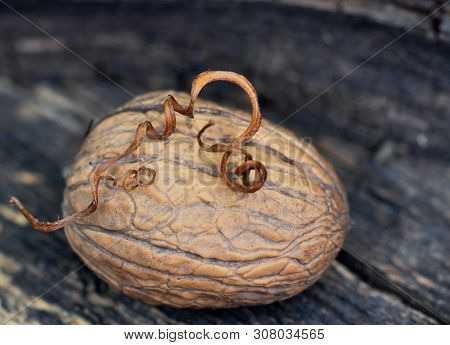 There Is A Walnut, On It Is A Dry Spiral Of A Vine. . The Shell Texture Is Clearly Visible.