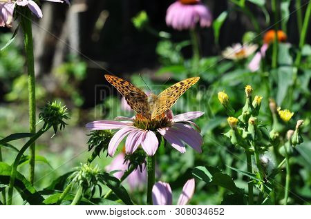 Red-headed Large Butterfly Sits In The Garden On A Flower Of Pink Echinacea Surrounded By Other Plan