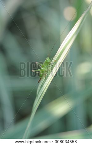 Long-haired Grasshopper Sits On A Blade Of Grass In The Summer. Green On Green.