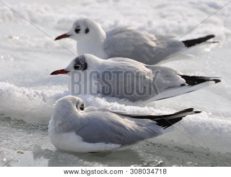 Three Frozen Seagulls Are Sitting On The Frozen And Snowy Water Of The Black Sea In The Cold.