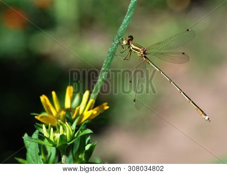 A Green Dragonfly (odonáta) With A Bronze Sheen Clings To The Stem Of A Plant With A Yellow Flower.