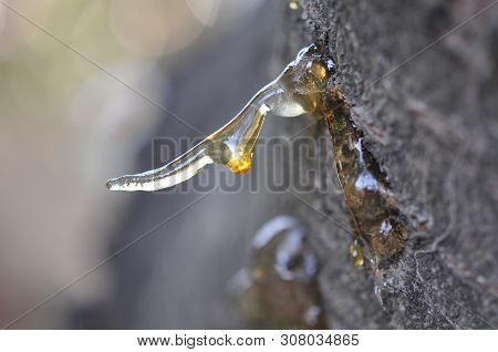 Gum, Glue, Hardened Resin, Sap From The Bark On The Trunk Of A Tree. The Resin Is A Glass Slipper. E