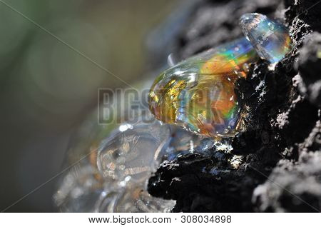 Gum, Glue, Hardened Resin, Sap From The Bark On The Trunk Of A Tree. Pitch - A Multi-colored Ingot, 