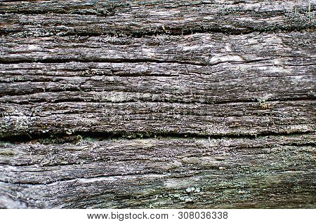 Excrescence On The Tree Trunk. Natural Wood Texture With A Gray Color. Tree Bark Texture Background.