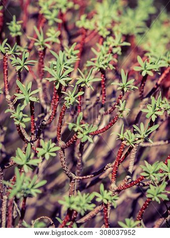 Detailed Close Up Of Little Branches With Tiny Leaves. Makro Nature, Background And Texture Pattern 
