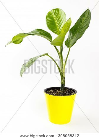 Dieffenbachia Or Dumbcane Isolated On White Background In Flower Pot.