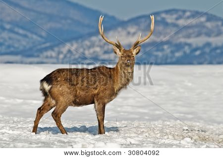 Gevlekte deer op winter veld