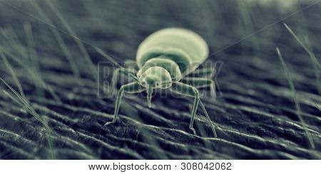 3d rendered illustration of a bed bug