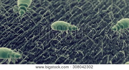 3d rendered illustration of a bed bug