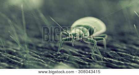 3d rendered illustration of a bed bug