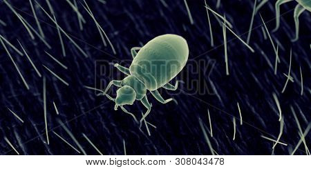 3d rendered illustration of a bed bug