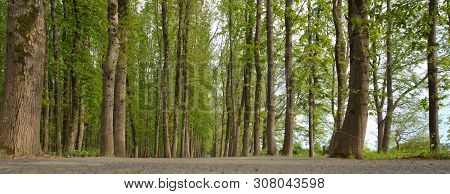 The Machine Path In The Forest . Country Side Space Empty Car Road Path Way . Empty Lonely Asphalt C