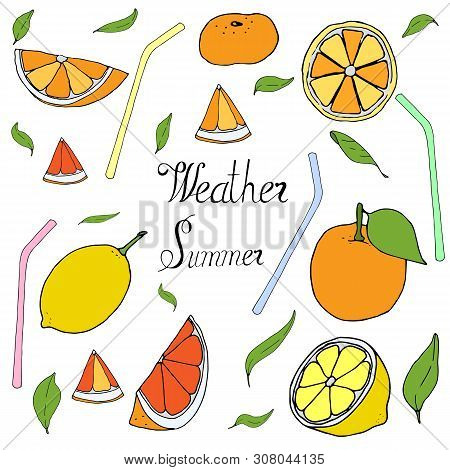 Happy Celebrate Orange Freshness Draw. Orange Freshness Vector Illustration  Hand Draw. Celebrate Ha