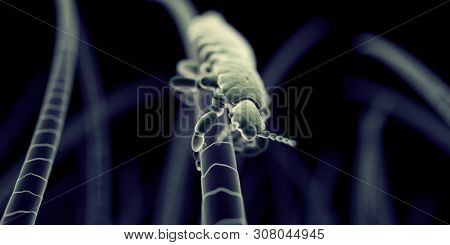 3d rendered illustration of a head louse, sem style