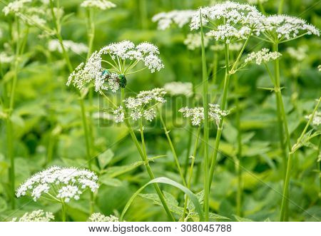 Two Beetles, Cetonia Aurata, Sit And Feed On The Egopodium Gouty Flowers. On Summer Day.