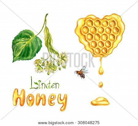 Linden Honey In Honeycombs, The Inscription 