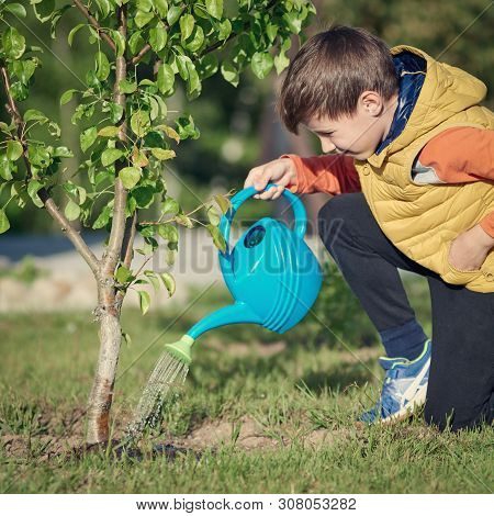Smiling European Boy Watering Apple Tree With Water Can On A Croft.