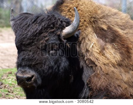 Big Bad Bison
