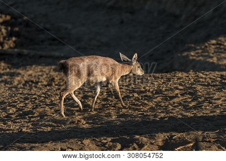 A Sharpes Grysbok Ram, Raphicerus Sharpei, Walking In The Last Rays Of The Sun