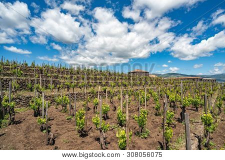Vineyard Of The Mount Etna In Sicily, Italy