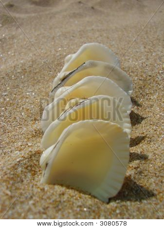 白 Cockleshells
