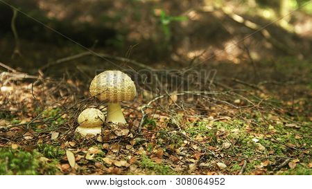 Fungi Growing On The Forest Floor In The Tarkine Rainforest Of Tasmania