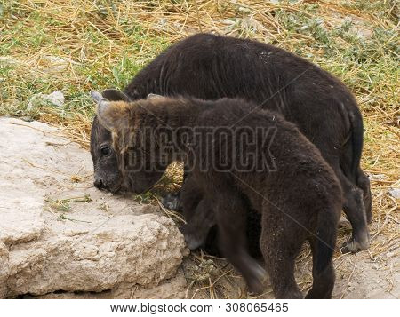 Close Up Of Three Young Hyena Cubs At Their Den In Amboseli National Park