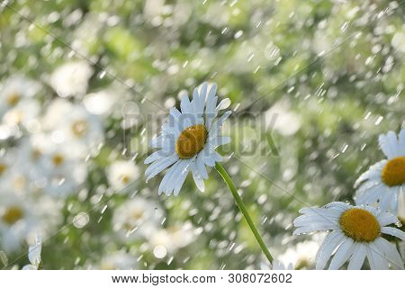 Summer Rain In The Garden And Daisies With Drops On The Bokeh Background, Blurred Focus. Beautiful S