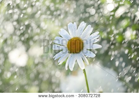 Summer Rain In The Garden And Daisies With Drops On The Bokeh Background, Blurred Focus. Beautiful S
