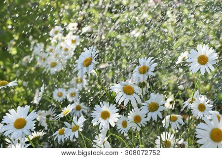 Summer Rain In The Garden And Daisies With Drops On The Bokeh Background, Blurred Focus. Beautiful S