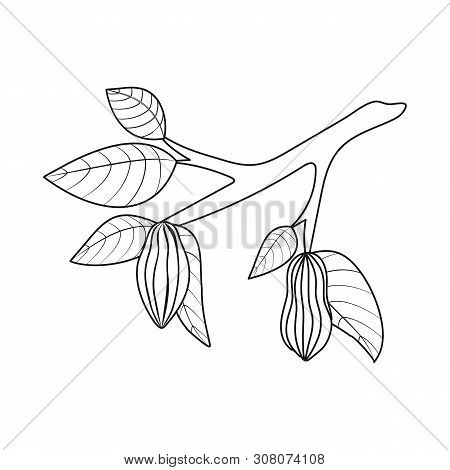 Vector Illustration Of Tree And Chocolate Icon. Set Of Tree And Plantation Vector Icon For Stock.