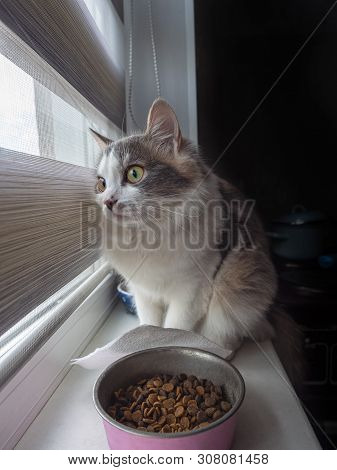 Fluffy Cat Is Looking Out The Window Through The Blinds