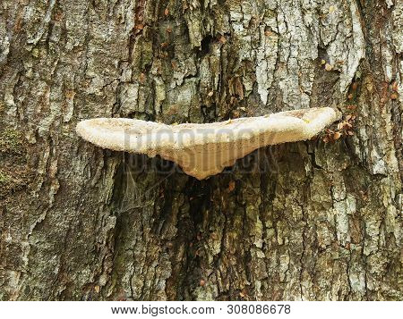 Fungi Growing On Tree In The Tarkine Rain Forest Of Tasmania